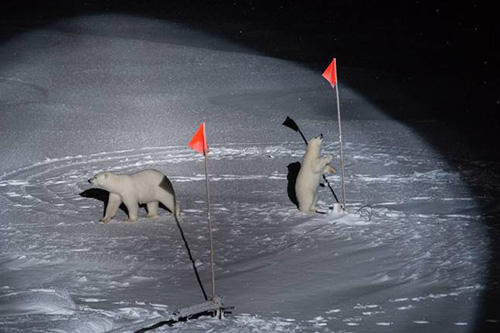 Un orso polare e il suo cucciolo si avvicinano alle attrezzature installate dagli scienziati della Polarstern. Foto: Esther Horvath