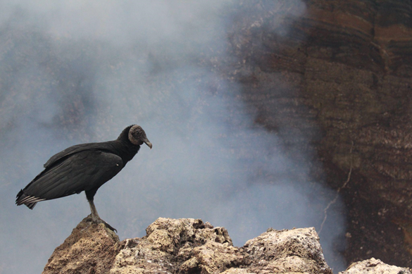 Avvoltoio sull'orlo del cratere Santiago (Masaya). artide3