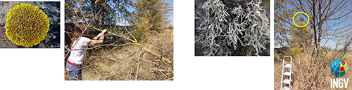 Licheni nativi e trapiantati utilizzati in questo studio Artide Antartide 4 logo