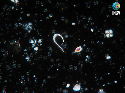 Ceratolithus cristatus fotografato al microscopio ottico a luce polarizzata, a 1250 ingrandimenti. Adriatico meridionale. Foto A.Cascella Strumento2